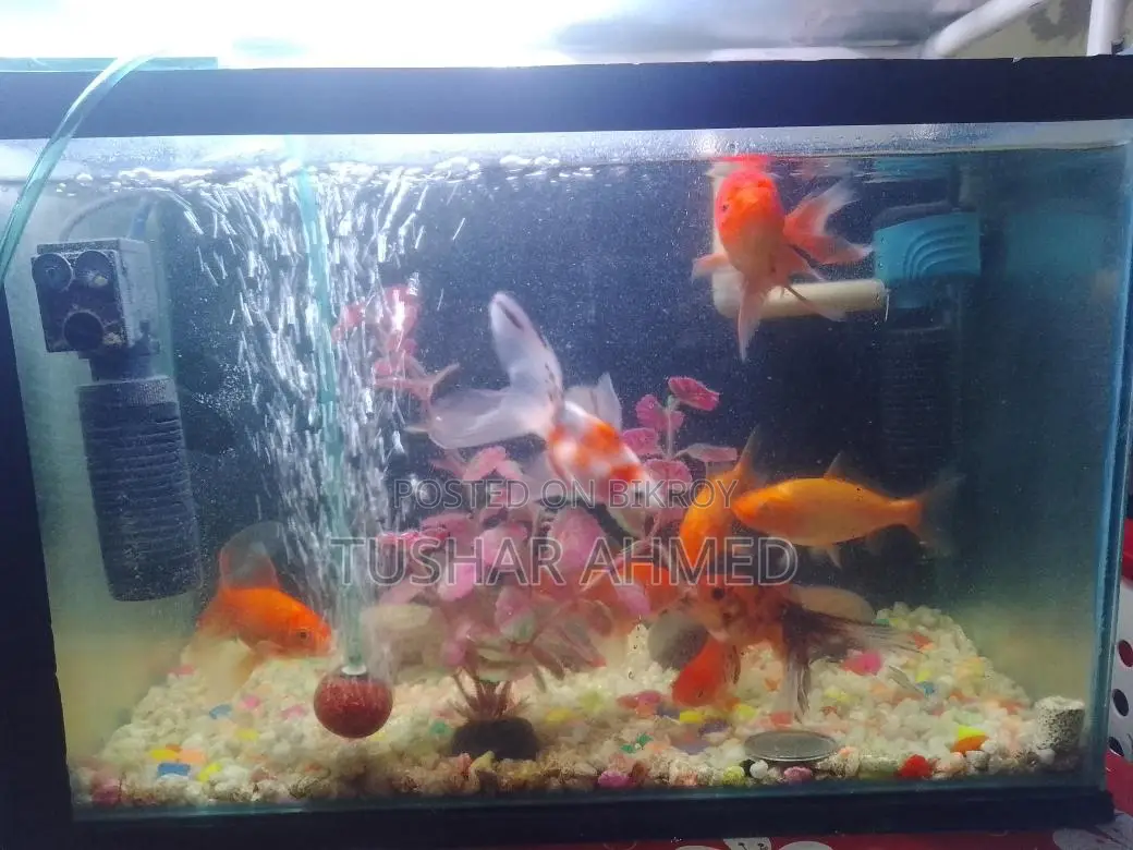 একুরিয়াম