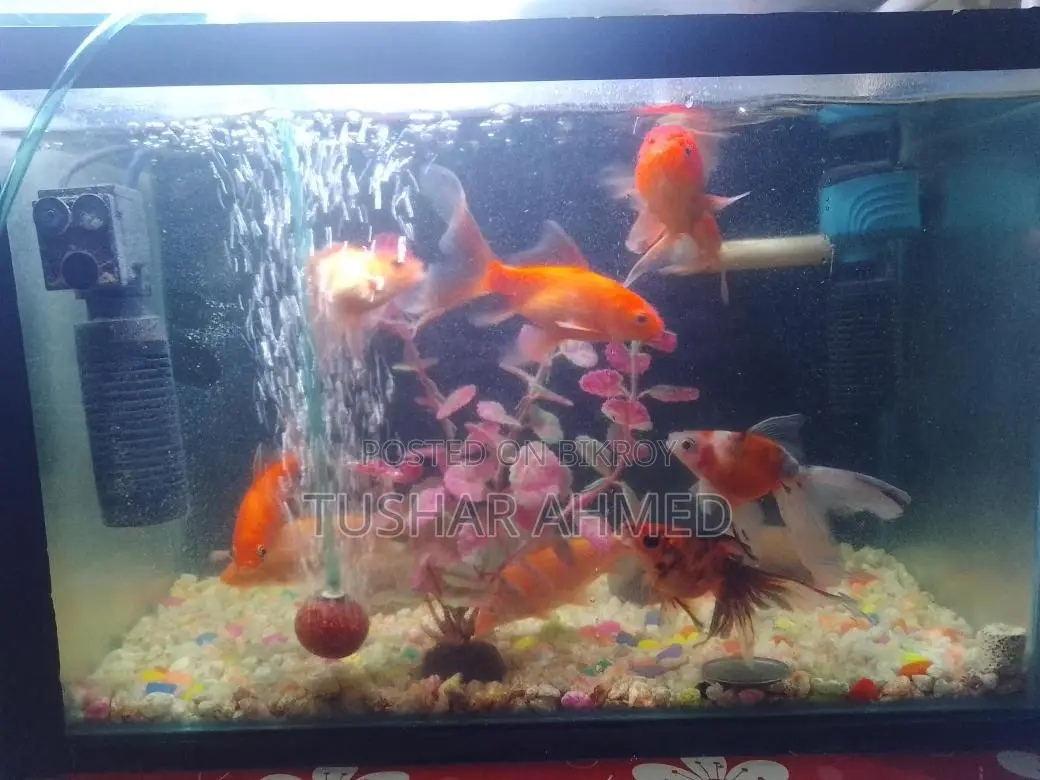 একুরিয়াম