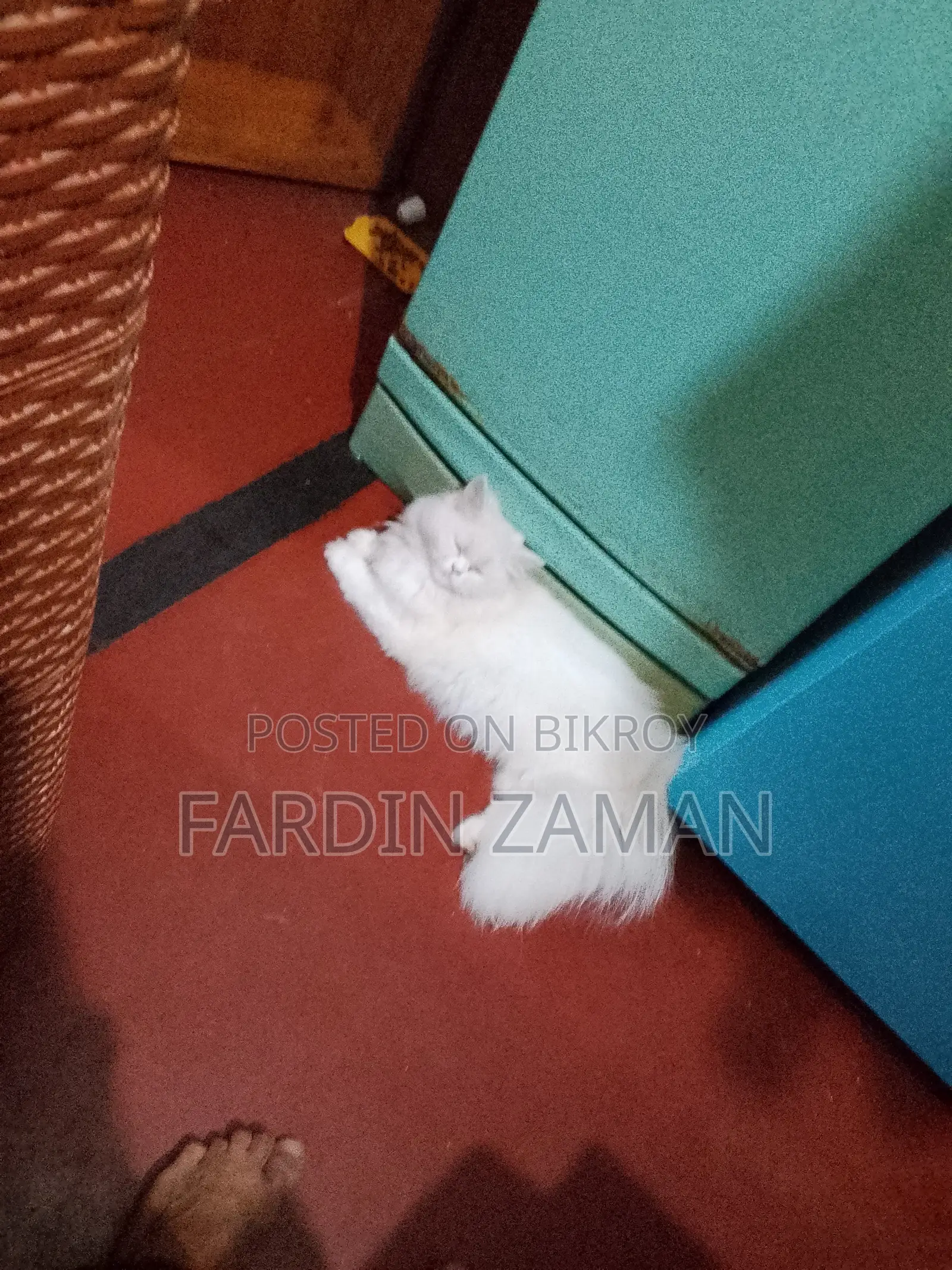 Persian Cat