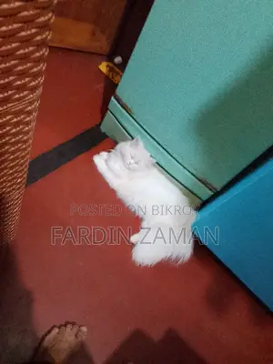 Persian Cat