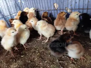 মুরগির বাচচা