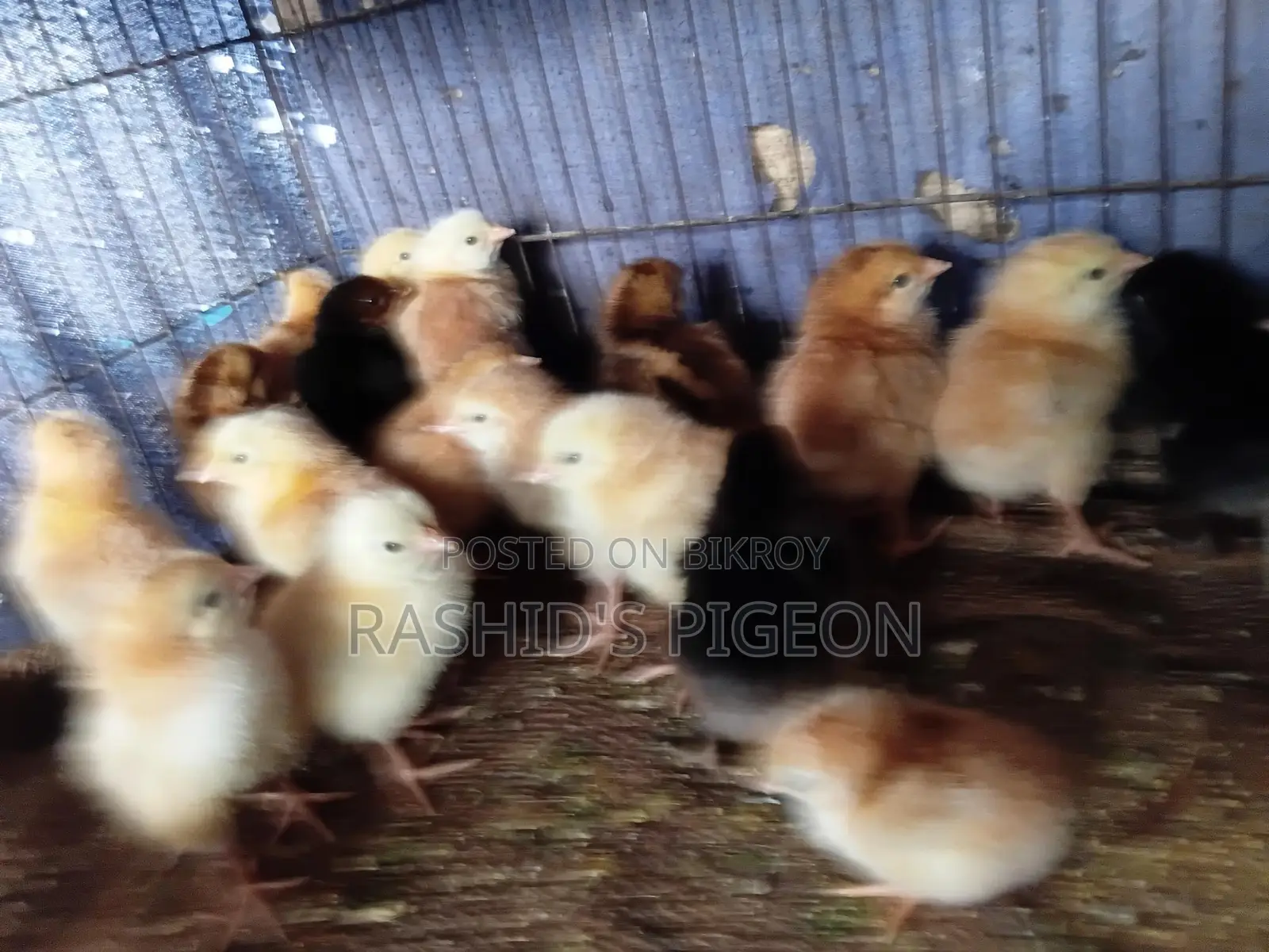 মুরগির বাচচা