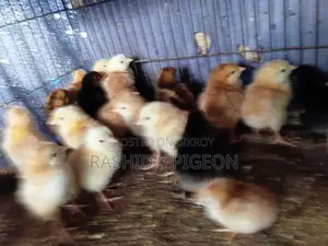 মুরগির বাচচা
