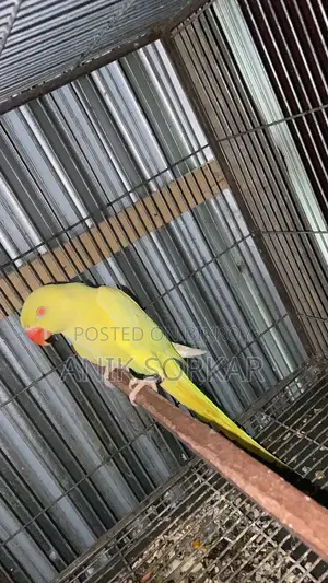 ইয়েলো রিংনেক ফিমেল