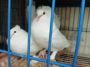 ইন্ডিয়ান ফ‌্যান‌টেল লক্ষা