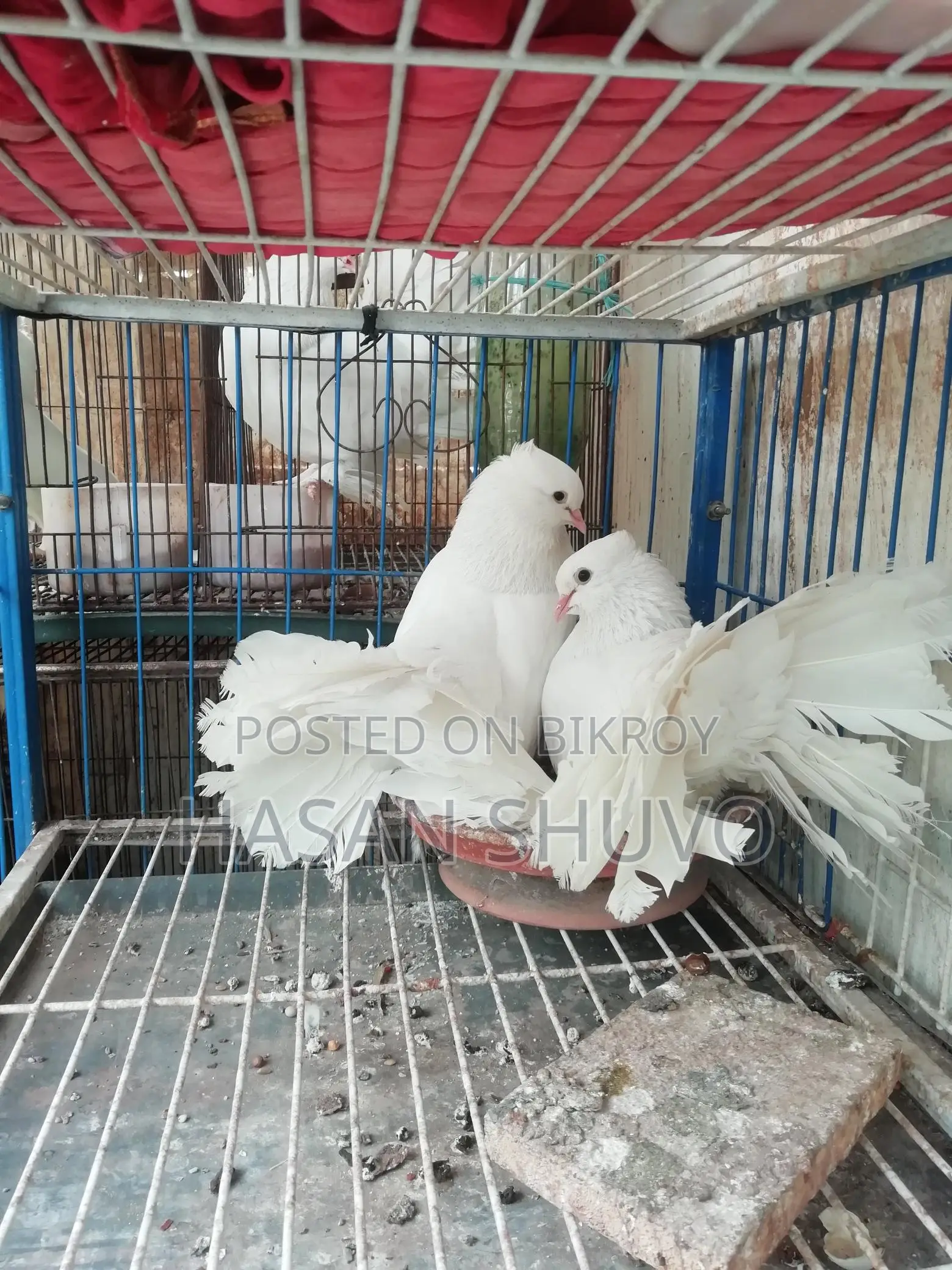Indian Fantail Pigeon