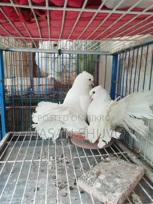 Indian Fantail Pigeon