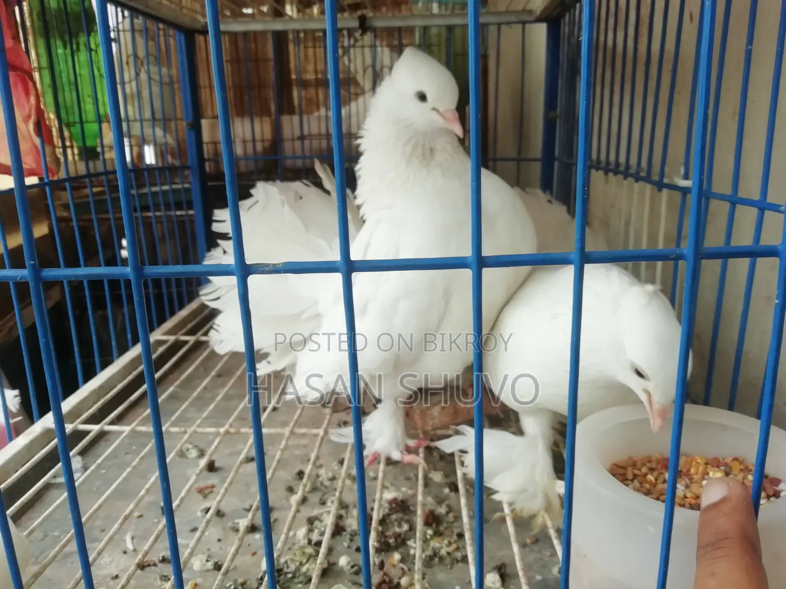 Indian Fantail Pigeon