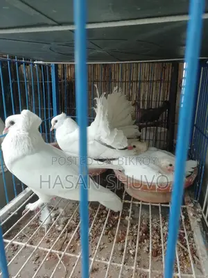 Indian Fantail Pigeon