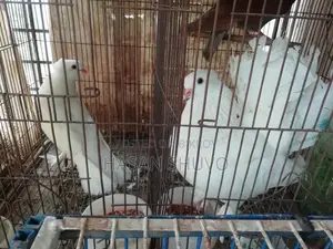 Indian Fantail Pigeon