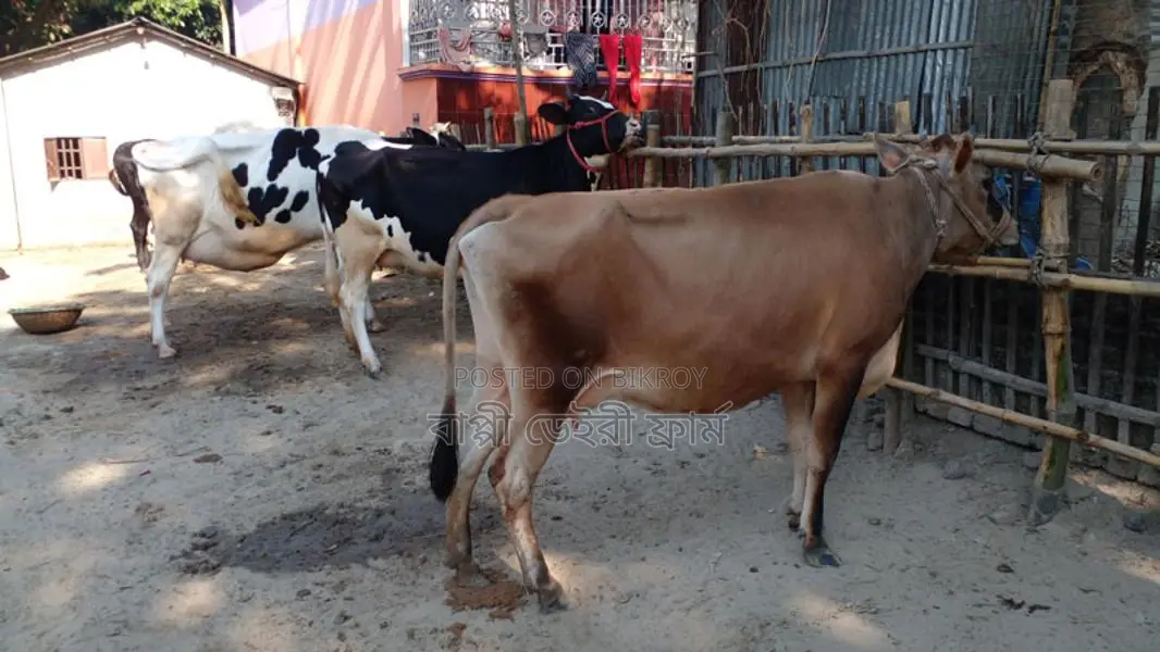 Buy 3 Cows for Your Farm (No. 1105)