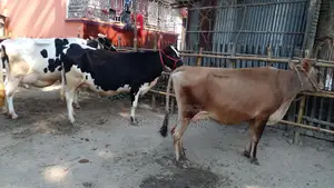 Buy 3 Cows for Your Farm (No. 1105)