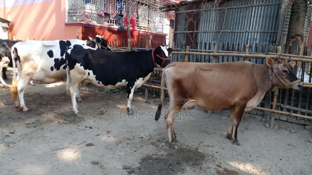 Buy 3 Cows for Your Farm (No. 1105)