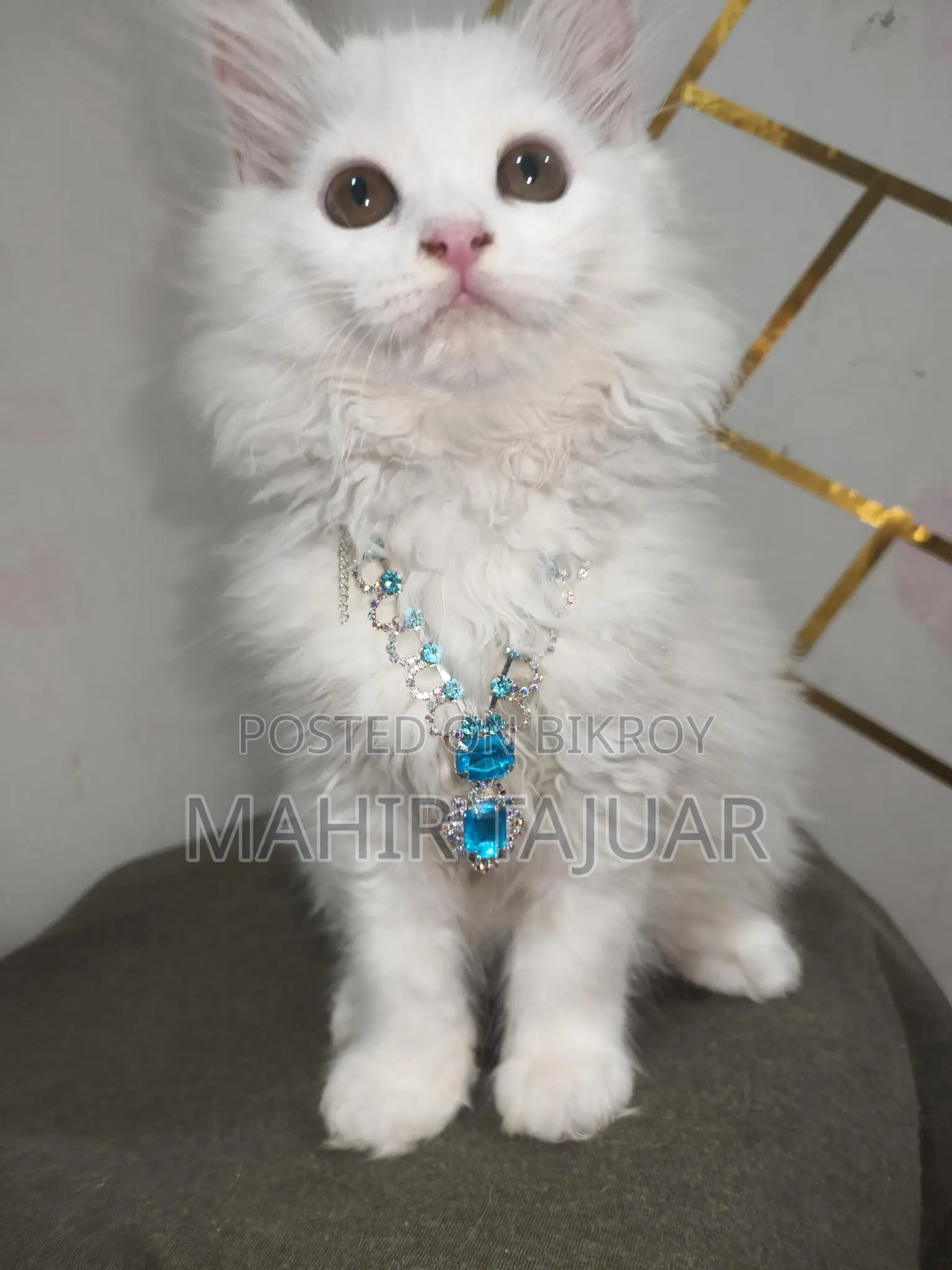 Pure Persian Cat