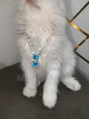 Pure Persian Cat