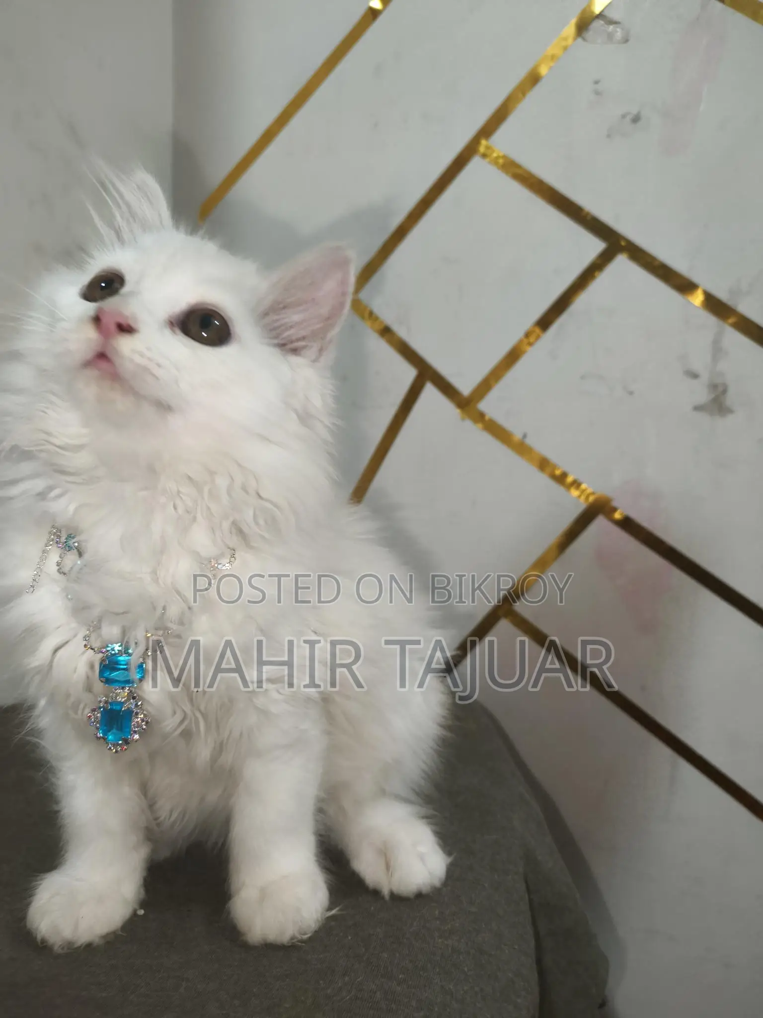 Pure Persian Cat