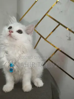 Pure Persian Cat