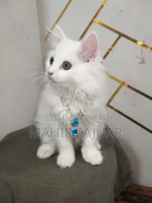 Pure Persian Cat
