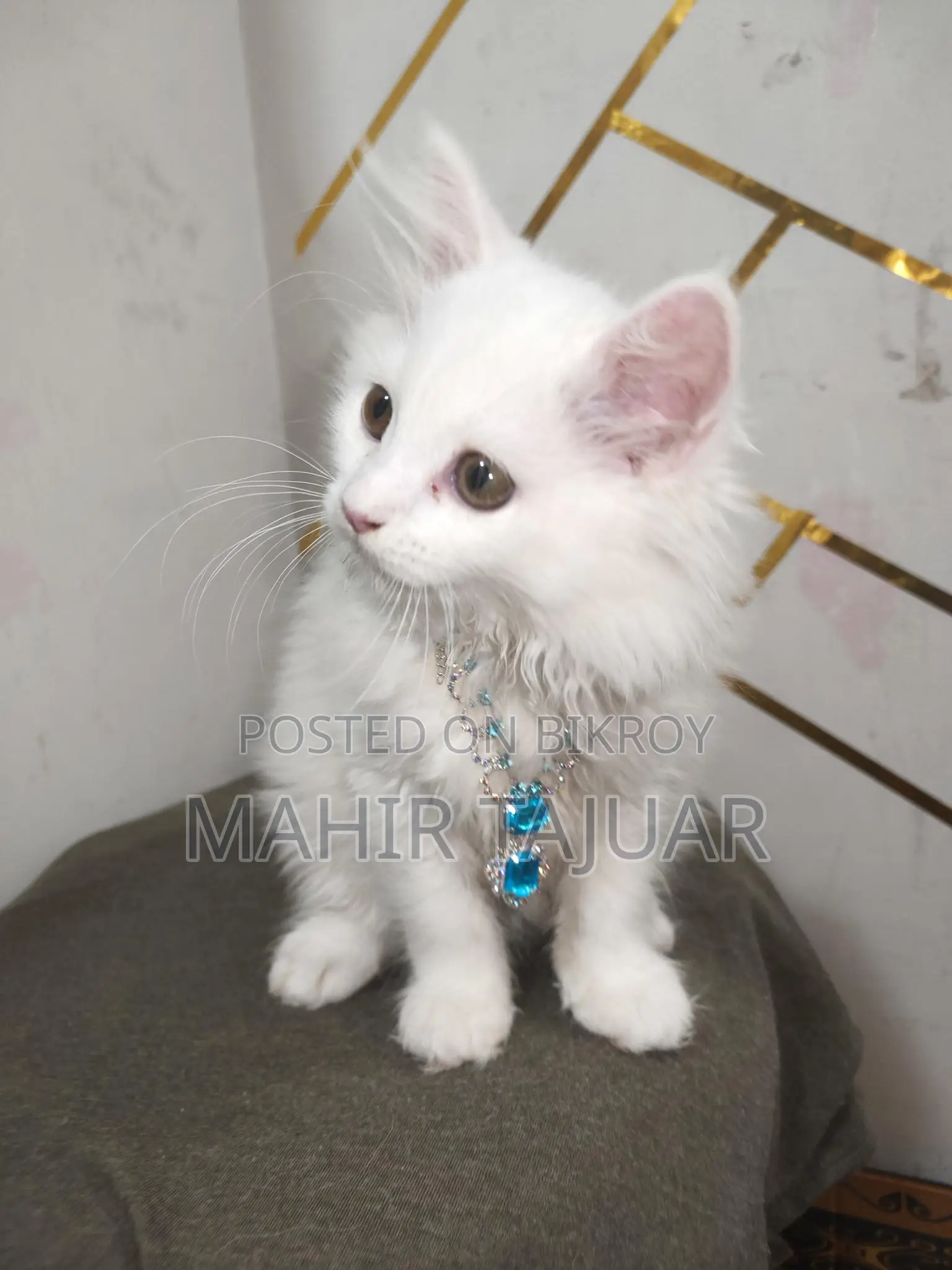 Pure Persian Cat