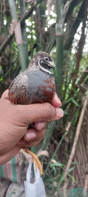 Classic King Quail