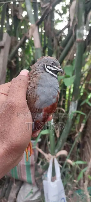 Classic King Quail