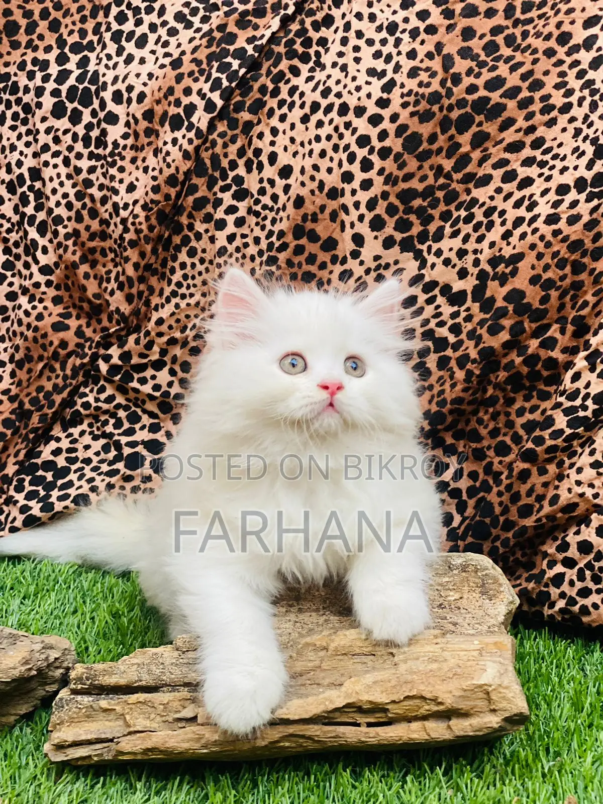Persian Cat