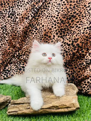 Persian Cat