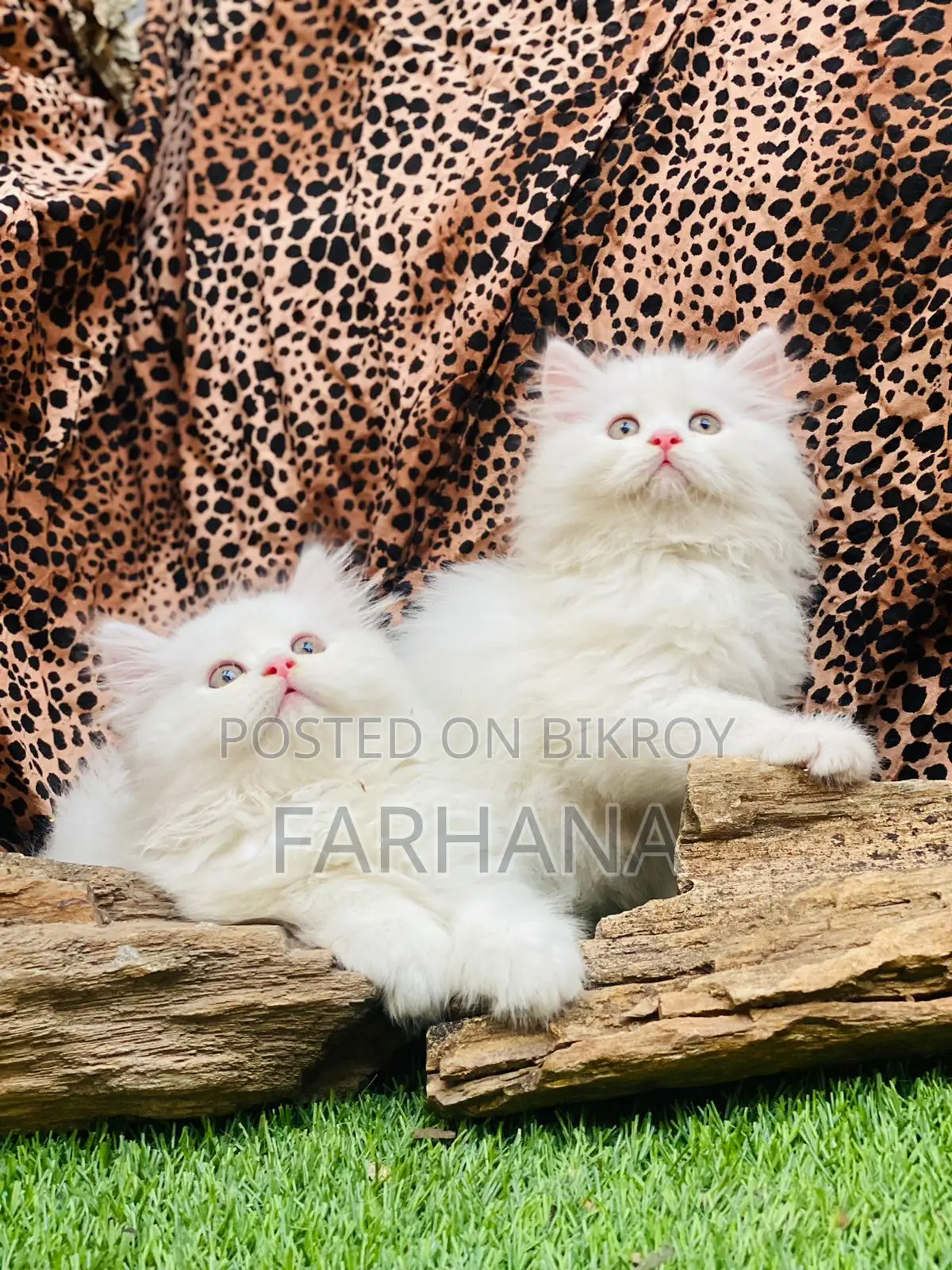 Persian Cat
