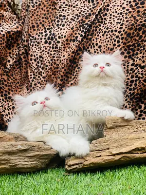 Persian Cat