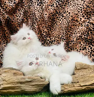 Persian Cat