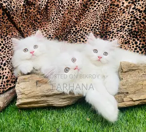 Persian Cat