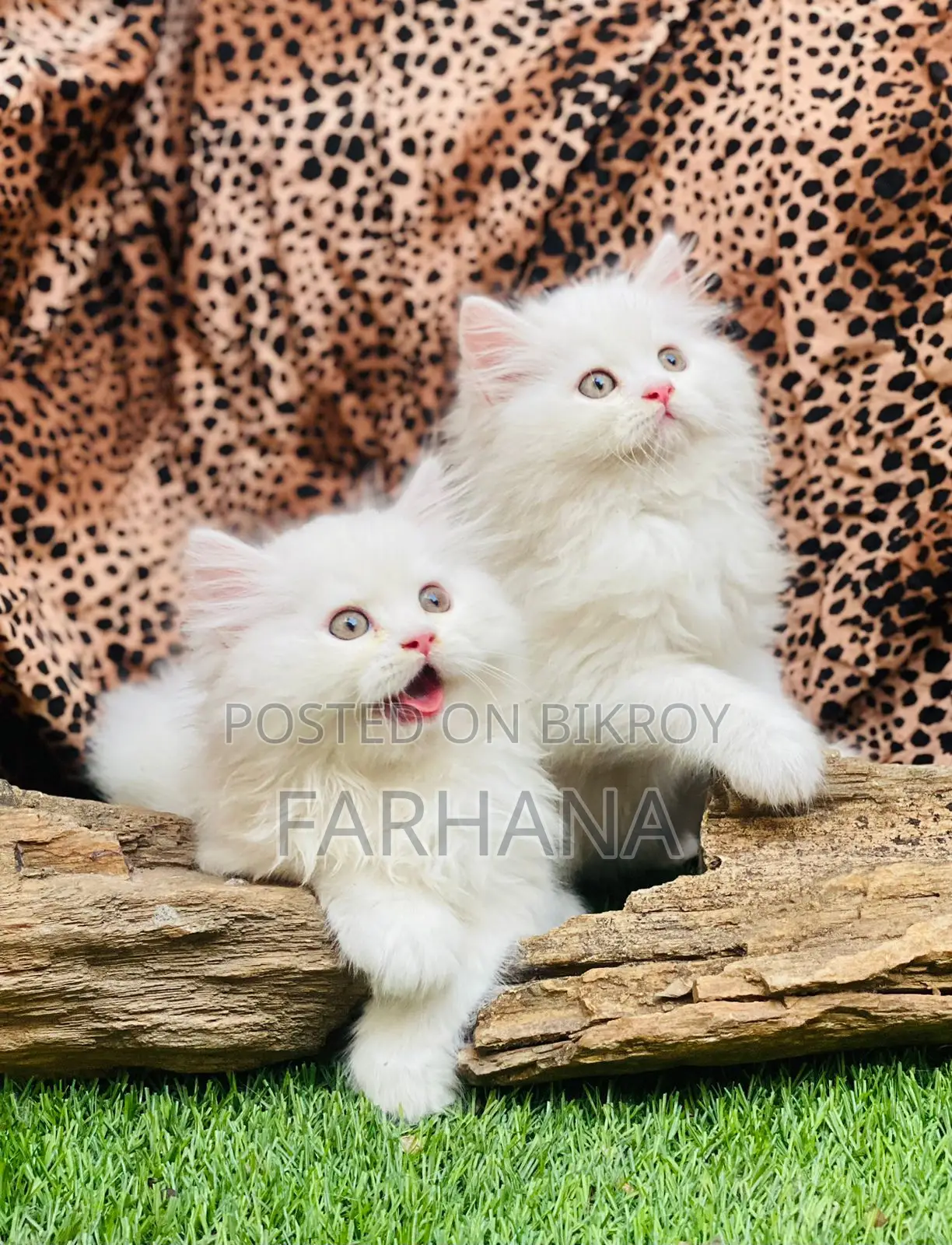 Persian Cat