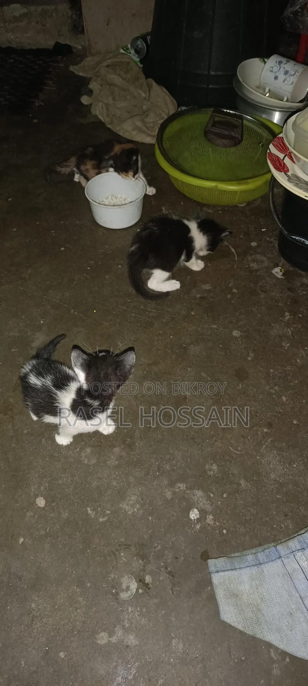 Adopt High-Quality Kittens