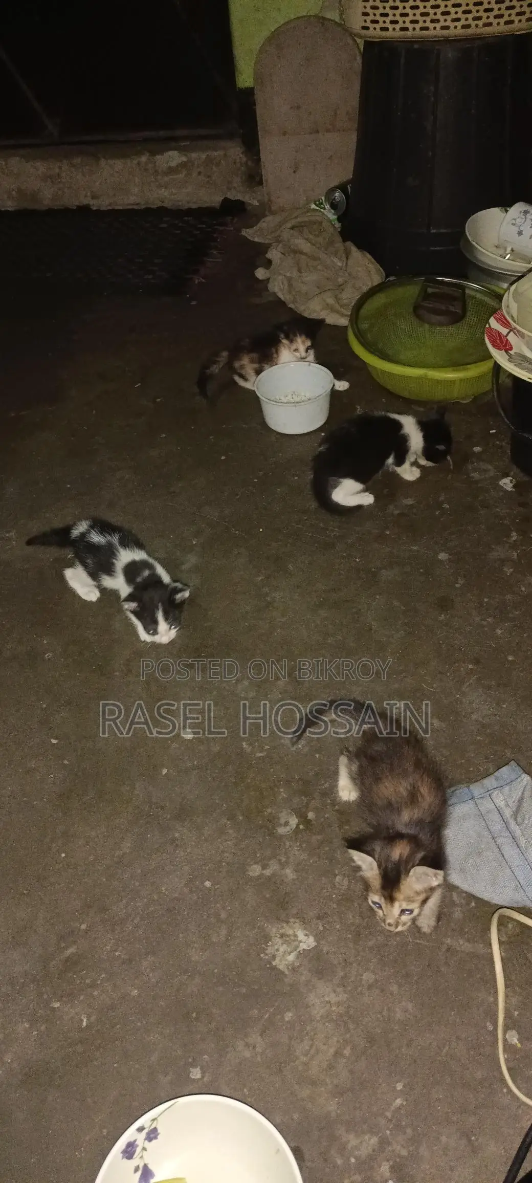 Adopt High-Quality Kittens