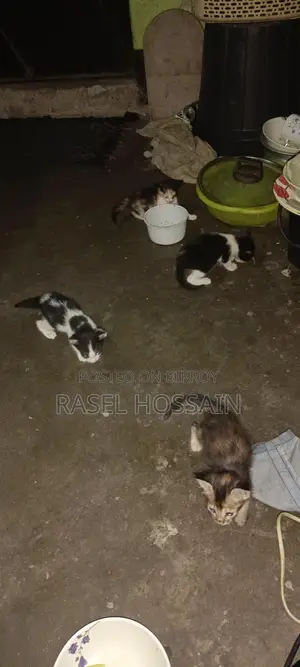 Adopt High-Quality Kittens