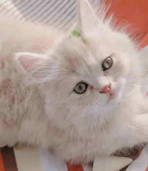 Cat for sale