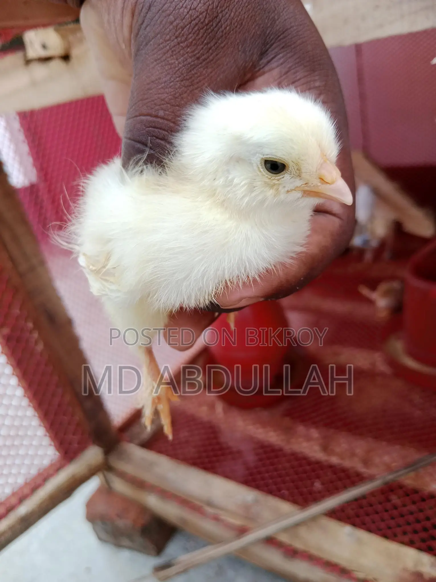 Colombian Light Brahma Chicks for Sale at a Low Price