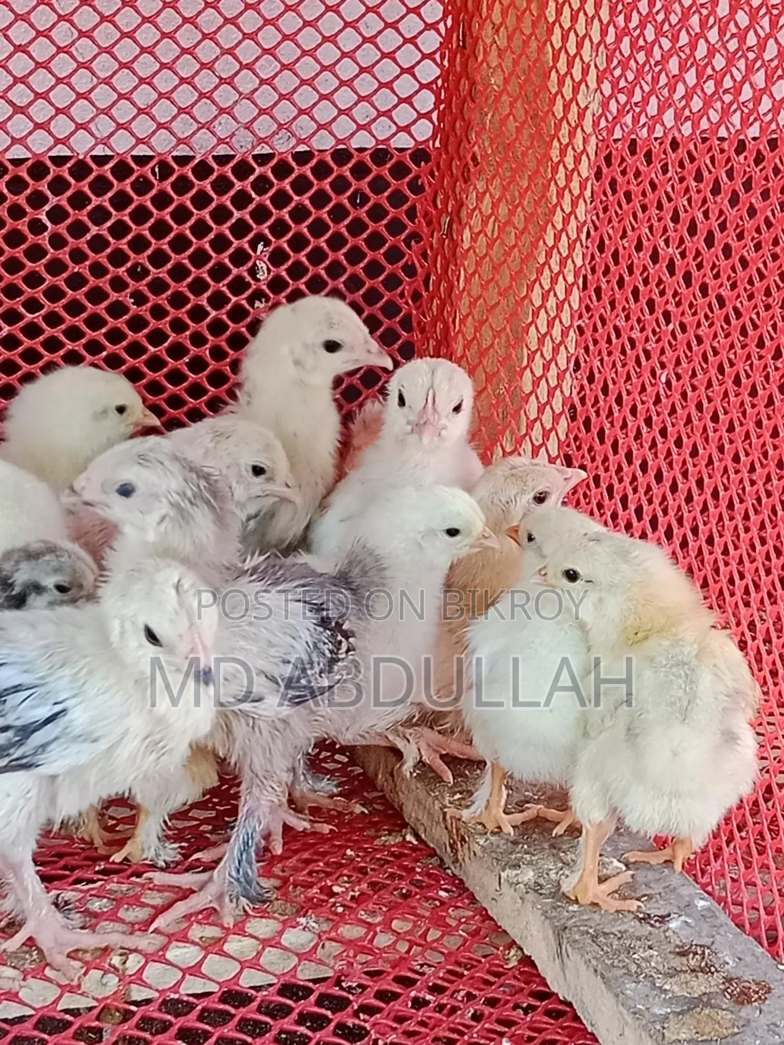 Colombian Light Brahma Chicks for Sale at a Low Price
