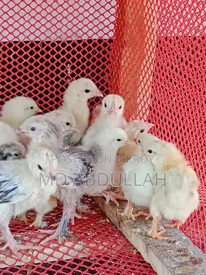 Colombian Light Brahma Chicks for Sale at a Low Price
