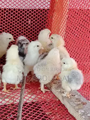 Colombian Light Brahma Chicks for Sale at a Low Price