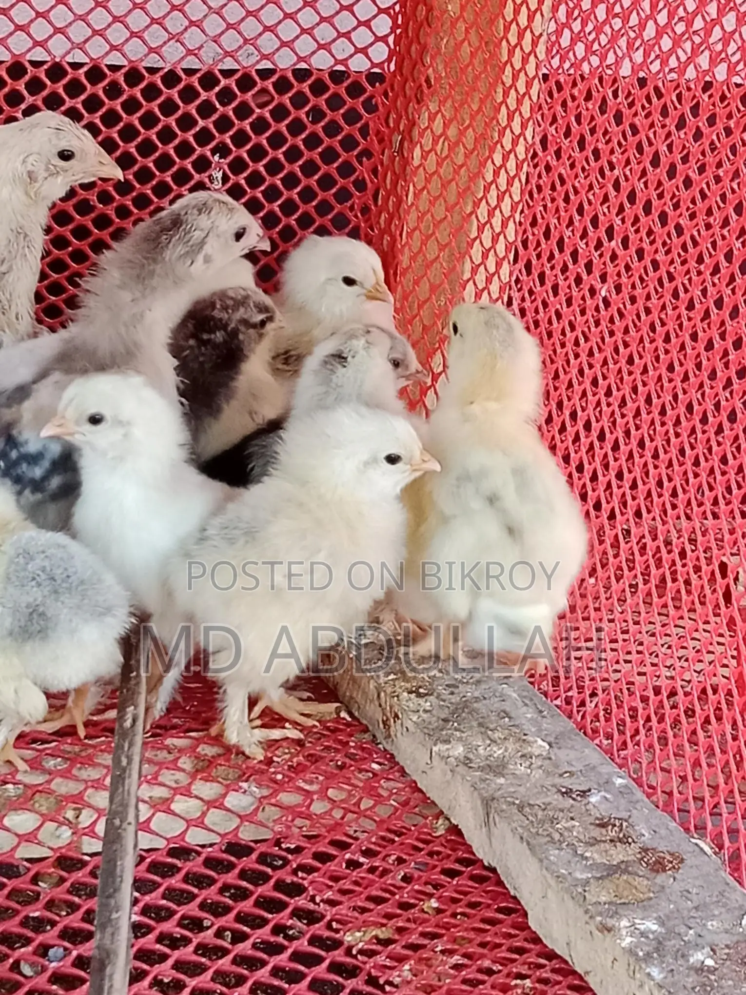 Colombian Light Brahma Chicks for Sale at a Low Price