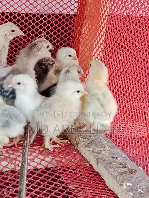 Colombian Light Brahma Chicks for Sale at a Low Price
