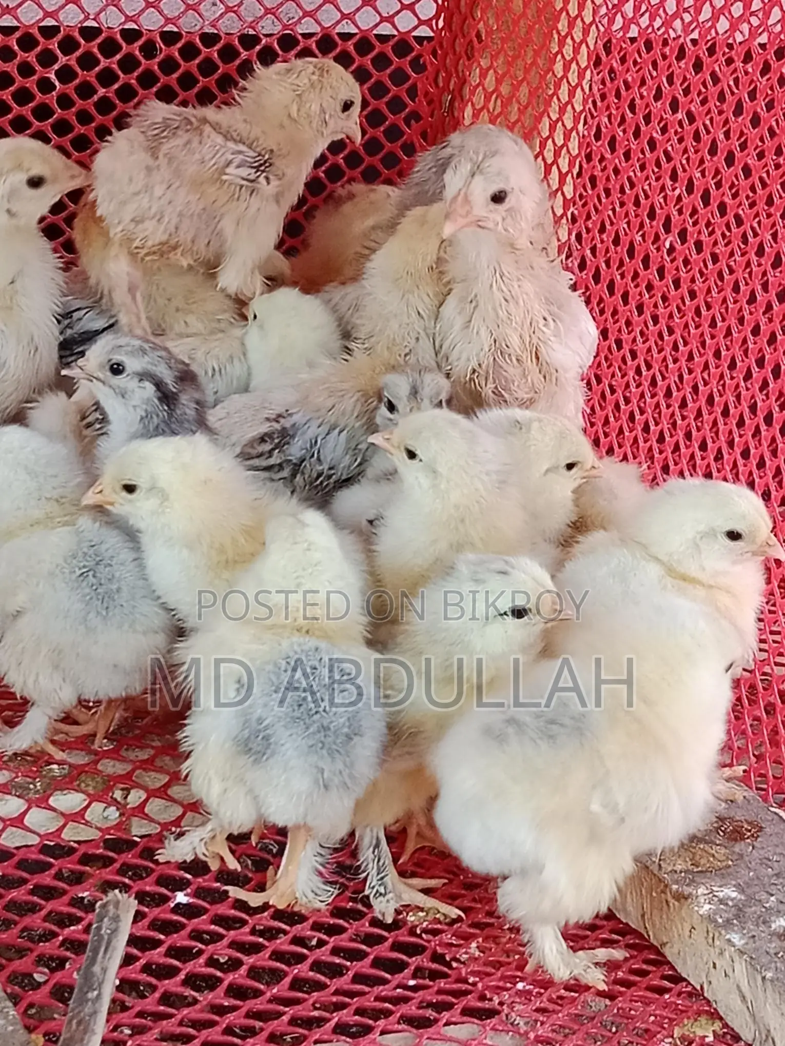 Colombian Light Brahma Chicks for Sale at a Low Price