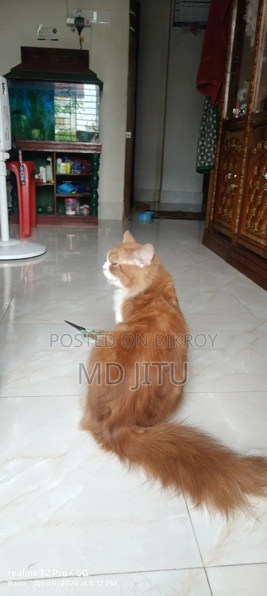 Persian Cat