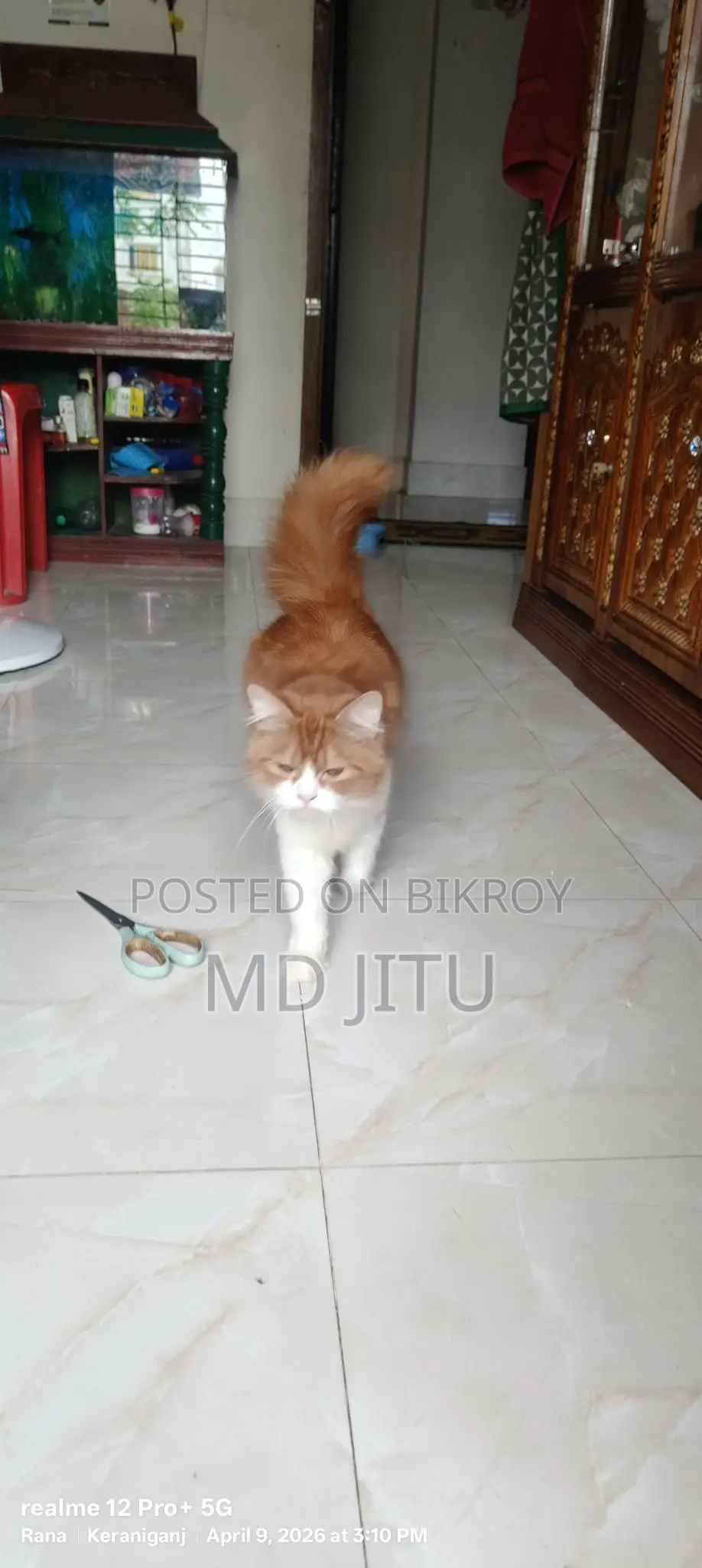 Persian Cat