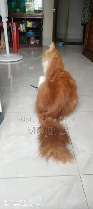 Persian Cat