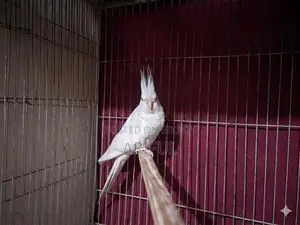 Albino Running Male