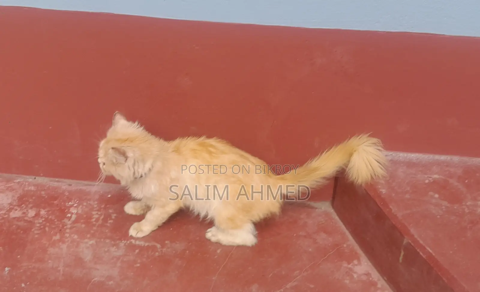 Persian Cat