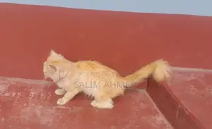 Persian Cat