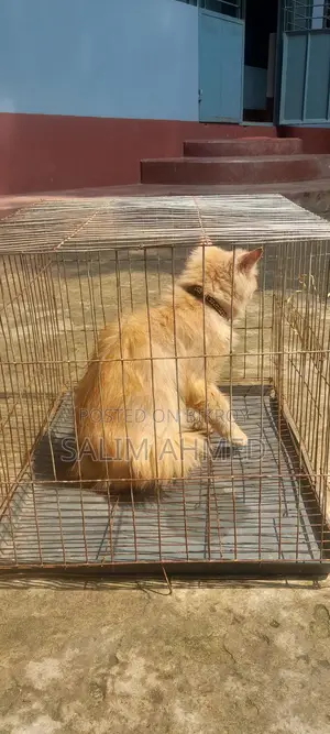 Persian Cat